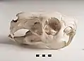 Schädel eines Capybaras