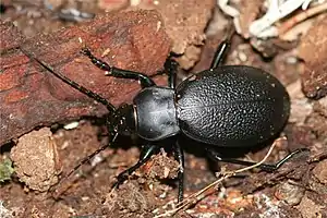 Lederlaufkäfer(Carabus coriaceus) mit geschlossenen und verwachsenen Deckflügeln