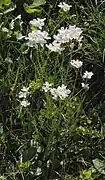 Wiesen-Schaumkraut