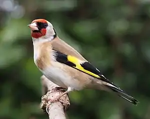 Stieglitz(Carduelis carduelis)