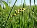 Hirse-Segge
