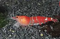 "Crystal Red"