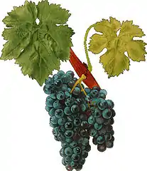 Carignan noir