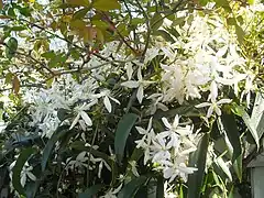 Carolina-Jasmin