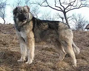 Ciobănesc Românesc Carpatin