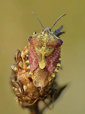 Purpur-Fruchtwanze (Carpocoris purpureipennis)