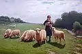 Holding the lamb
