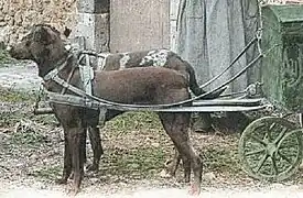Eingeschirrte Hunde vor einem Postwagen in Frankreich Anfang des 20.&nbsp;Jh.