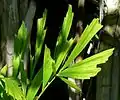 Blätter von Caryota mitis