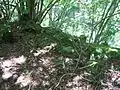Beringrest