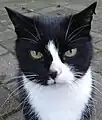 Schwarz-weiße Katze&nbsp;– deutlich erkennbar ist der über die Nase verlaufende Wechsel der Fell- und damit auch der Hautfarbe