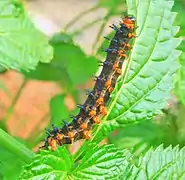 Raupe von Junonia evarete