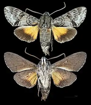 Cautethia grotei
