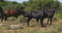 Giara-Pferde auf der Giara di Gesturi