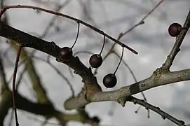 Zweig mit reifen Steinfrüchten