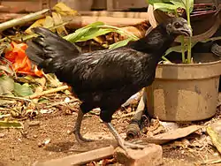 Cemani-Huhn