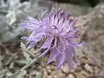 Centaurea niederi