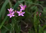 Echtes Tausendgüldenkraut