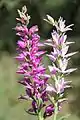 Kurdisches Waldvöglein (Cephalanthera kurdica)