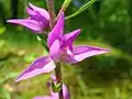 Cephalanthera rubraBlüten