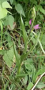 Cephalanthera rubraaufblühend