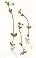 Cerastium glutinosum (Herbarbeleg)