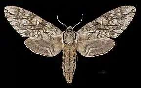 Ceratomia undulosa ♀
