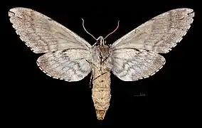 Ceratomia undulosa  ♀ △
