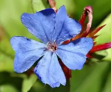 Blüte von oben