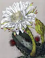 Cereus pterogonus