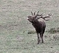Rothirsch (Cervus elaphus)