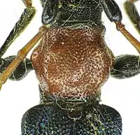 Abb. 11: Certallum ebulinum, Punktur ungleich dicht