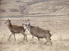 Rothirschkuh mit Kalb in den Highlands