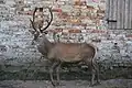 Cervus elaphus italicus