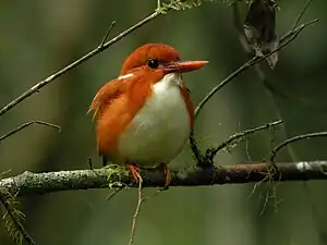 Madagaskarfischer