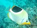Sattelfleck-Falterfisch(C. ephippium)
