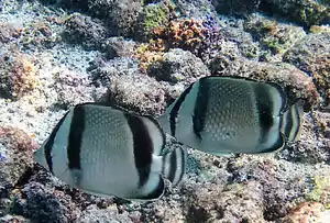 Ostpazifik-Falterfisch (C. humeralis)