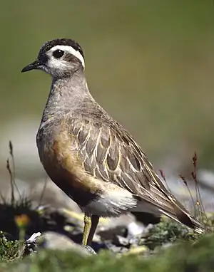 Mornellregenpfeifer (Dotterel)