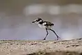 Wilson-Regenpfeifer (Charadrius wilsonia), Pulli