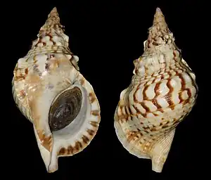 Knotentragende Tritonschnecke (Charonia lampas)