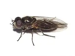 Cheilosia semifasciata (weiblich)
