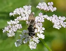 Cheilosia soror