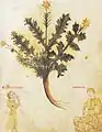 Chelidonia. Codex Vindob. 93, 13. Jh.
