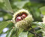 Stacheliger Fruchtbecher der Edelkastanie