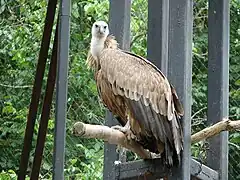 Gänsegeier (Gyps fulvus)