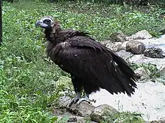 Mönchsgeier (Aegypius monachus)