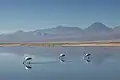Im Sektor Soncor nisten Flamingos mitten im Salar de Atacama.