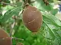 Diaspore bestehend aus Frucht und Blütenteilen