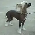 Chinesischer Schopfhund