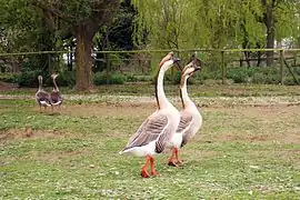 Aalstrich bei einer Höckergans
